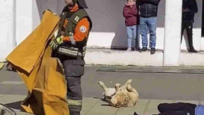 Perrito se hace viral por su actuación en simulacro de choque