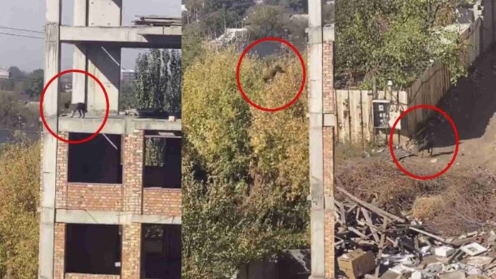Perro salta de un quinto piso de un edificio y sobrevive