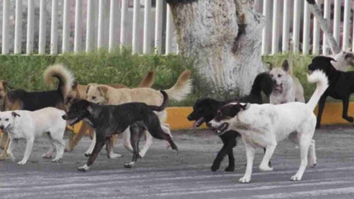 Perros peleaban por cabeza de un hombre en Puebla