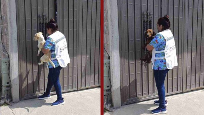 Rescatan a canes que eran alimentados con perritos callejeros