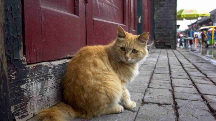 Rescatan a más de mil gatos de ser sacrificados y vendidos como carne de cerdo en China