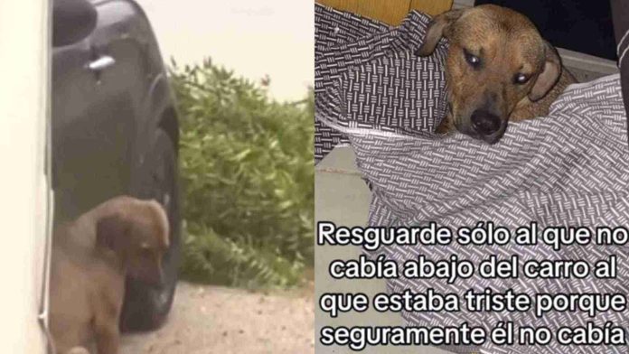 Rescatan a perrito durante paso de huracán