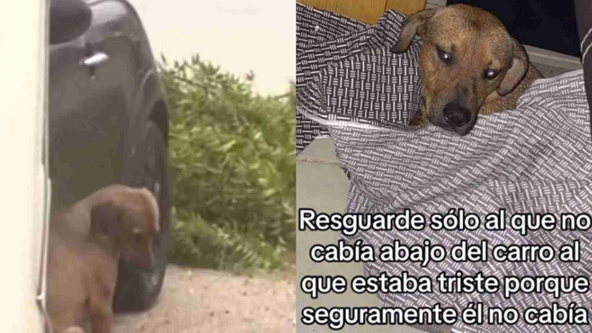 Rescatan a perrito durante paso de huracán Rescatan a perrito durante paso de huracán
