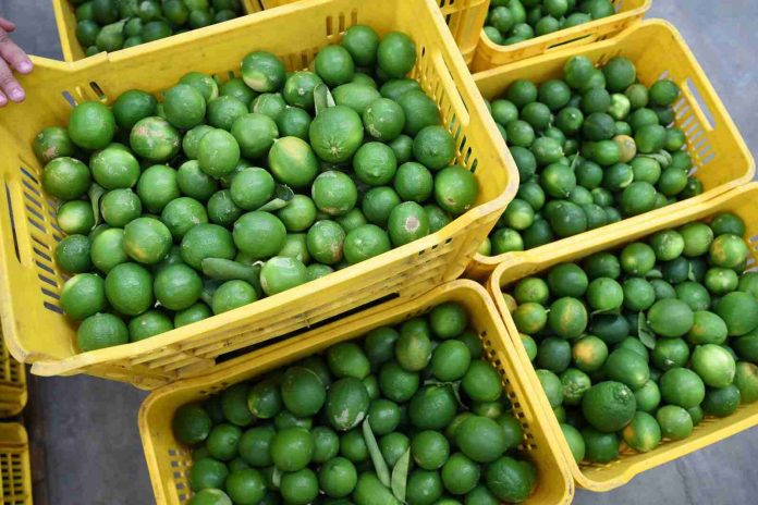 En noviembre y diciembre, corte de limón