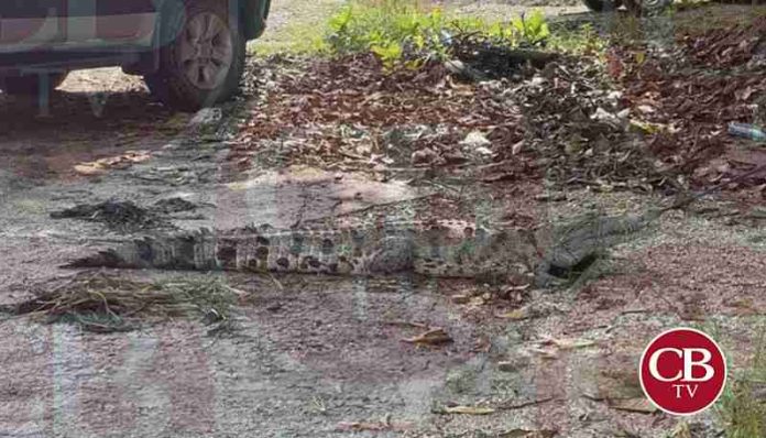 Cocodrilo se paseaba por las calles de Lázaro Cárdenas