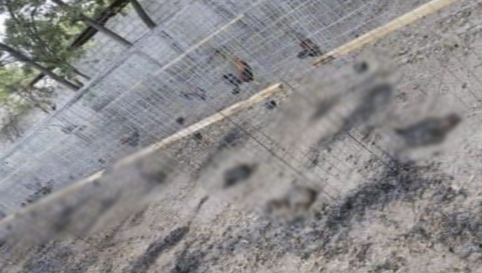 Queman vivos a 50 gallos de pelea para amenazar a empresario en Hidalgo