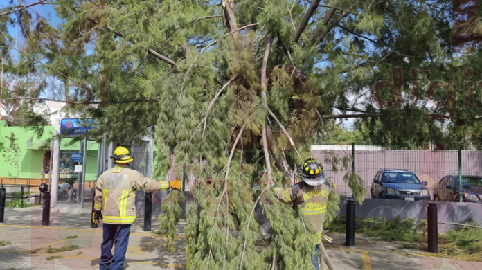 Colapsa rama de árbol afuera del Zoológico de Morelia