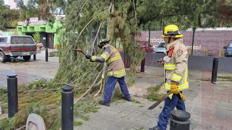 #Morelia | Cayó a pocos metros de los comerciantes informales. #CBTelevisión

https://cbtelevision.com.mx/colapsa-rama-de-arbol-afuera-del-zoologico-de-morelia/