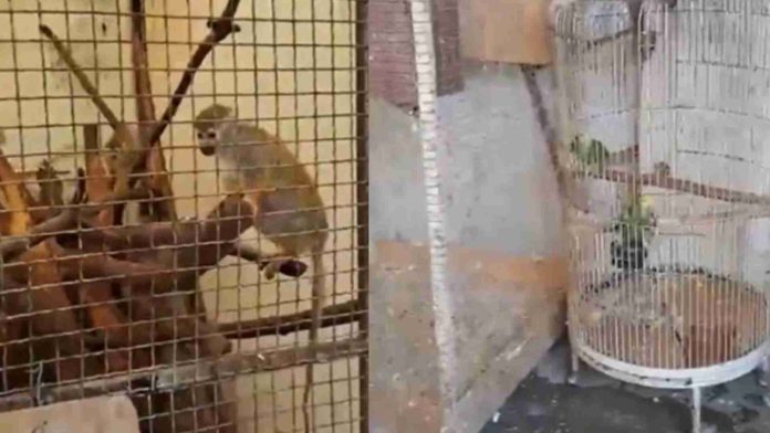 Hallan refrigerador con restos de mono y caballo; rescatan animales exóticos en EDOMEX