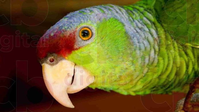En Michoacán hay 200 especies en peligro de extinción