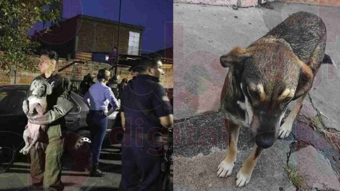 Vecinos de col. Guadalupe piden apoyo ante incremento de perros callejeros