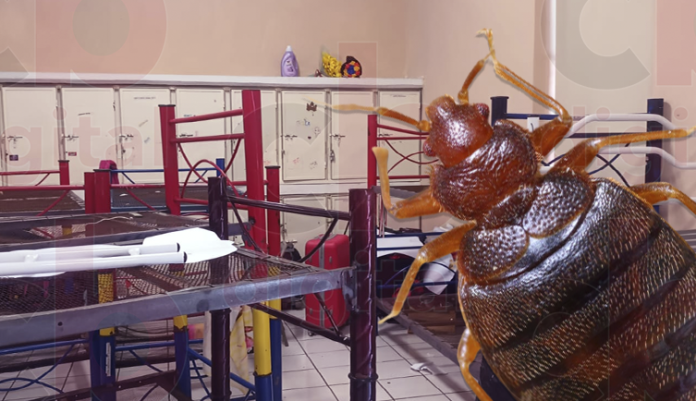 Plaga de chinches en Internado La Huerta, erradicando con apoyo de padres