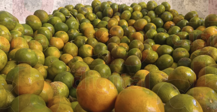 Cambio climático llega a influir en temporada de Mandarina y otros frutos en Michoacán