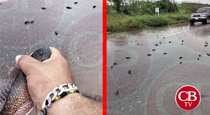 Peces vivos invaden carretera en LC