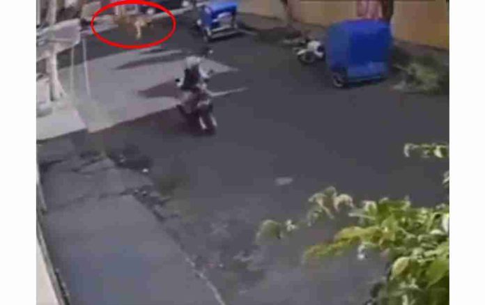 VIDEO: Lomito teclea a motociclista aventándose de la azotea