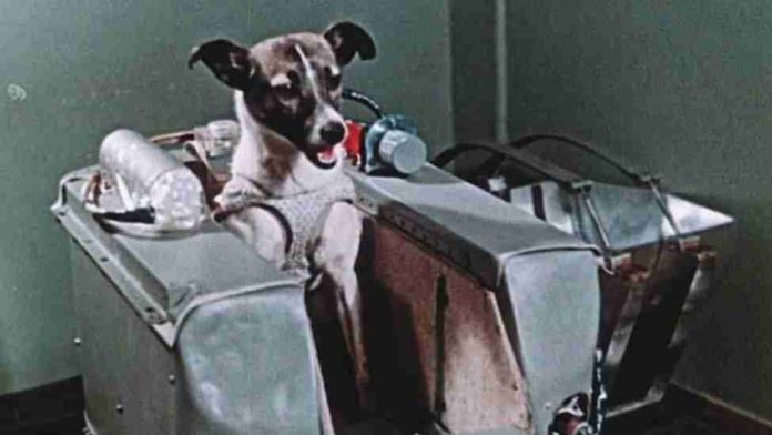 Hace 66 años Laika se convirtió en la perrita astronauta