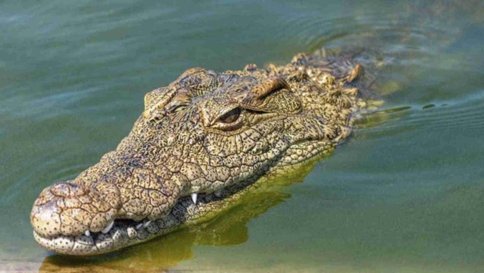 Cocodrilo ataca a turista en ciénaga de Sisal en Yucatán 