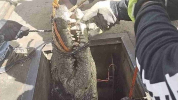 Encuentran cocodrilo de casi tres metros en una alcantarilla de Tamaulipas