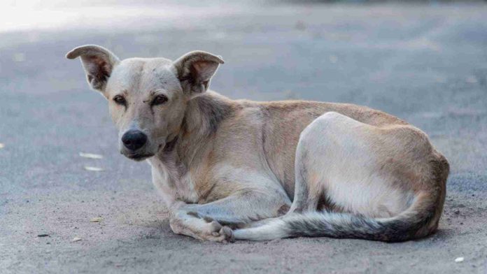 Hombre en estado de ebriedad apuñala a perrito sin razón en Puebla