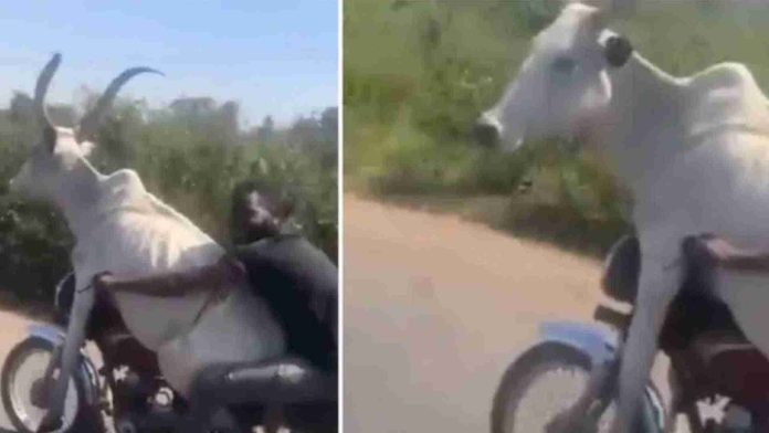 Hombre se viraliza por transportar un toro en una moto