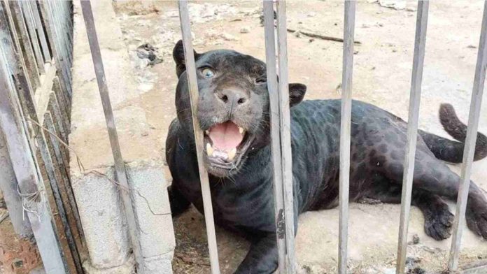 Jaguar ataca a niña y le arranca un brazo en Chihuahua
