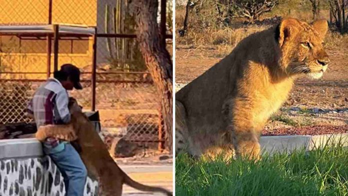 #Video: Leona se emociona como un gato de casa al ver a su cuidador