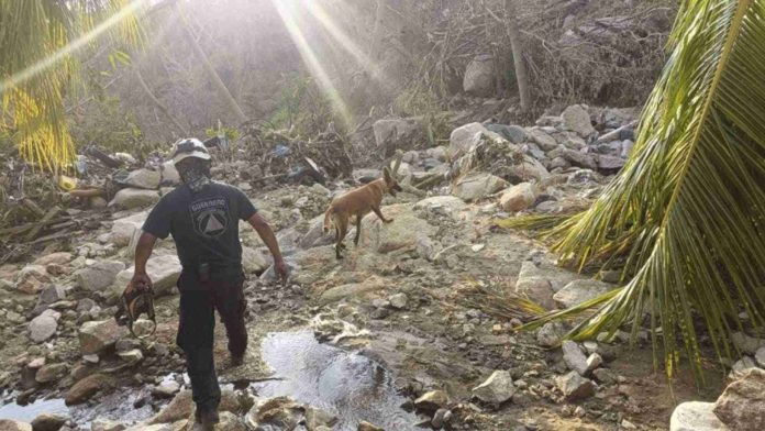 Localizan al menos 60 cadáveres de perros en Acapulco tras paso del huracán Otis