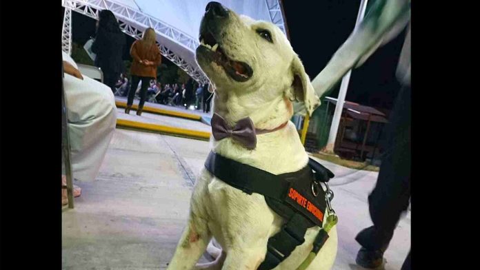 Matan a perrito adoptado en la Universidad Tecnológica de Tehuacán Puebla
