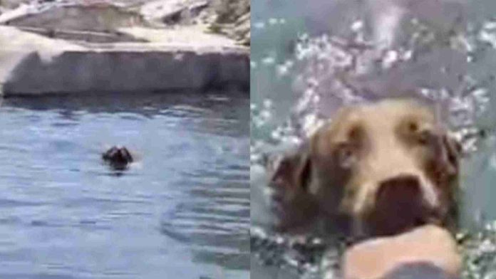 Policías rescatan a perrito perdido entre los escombros que dejó huracán Otis