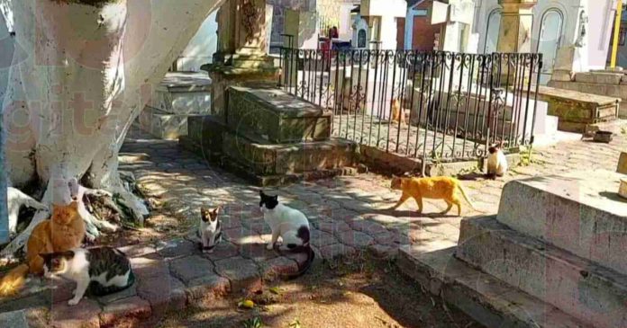 Más de 200 michis se encuentran en el Panteón Municipal y no se usan para rituales satánicos como la leyenda dice