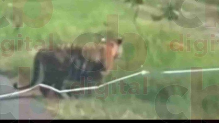 Tigre de bengala se paseaba en Coahuayana