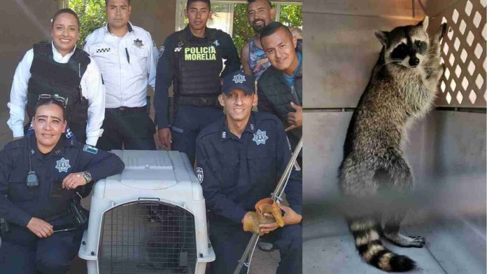 Rescate exitoso de mapache en poste de luz