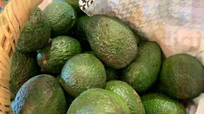 Peribán sin afectaciones en producción de aguacate por sequía: Alfredo Arroyo