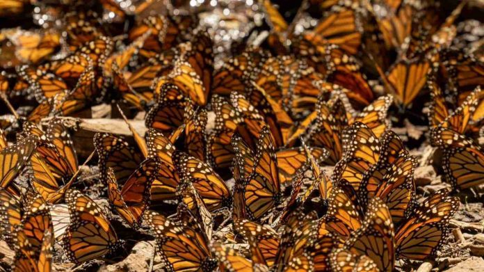 Reconoce alcaldesa de Senguio que espacios de hospedaje son insuficientes en temporada de la Mariposa Monarca