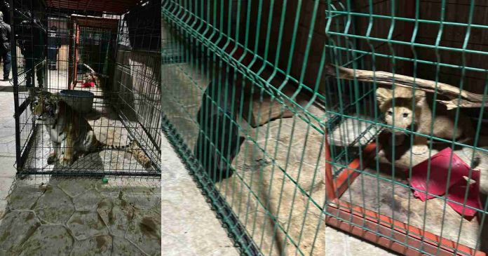 En cateo rescatan a 3 felinos en cautiverio, en Tinaja de Vargas