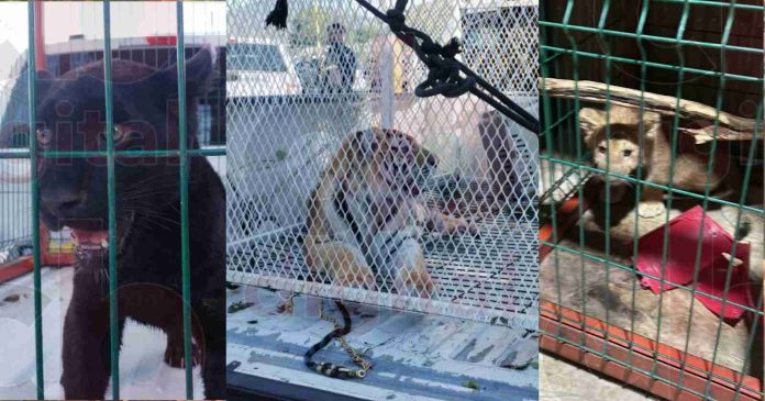 Rescatan a un león, una pantera negra y un tigre en Tanhuato