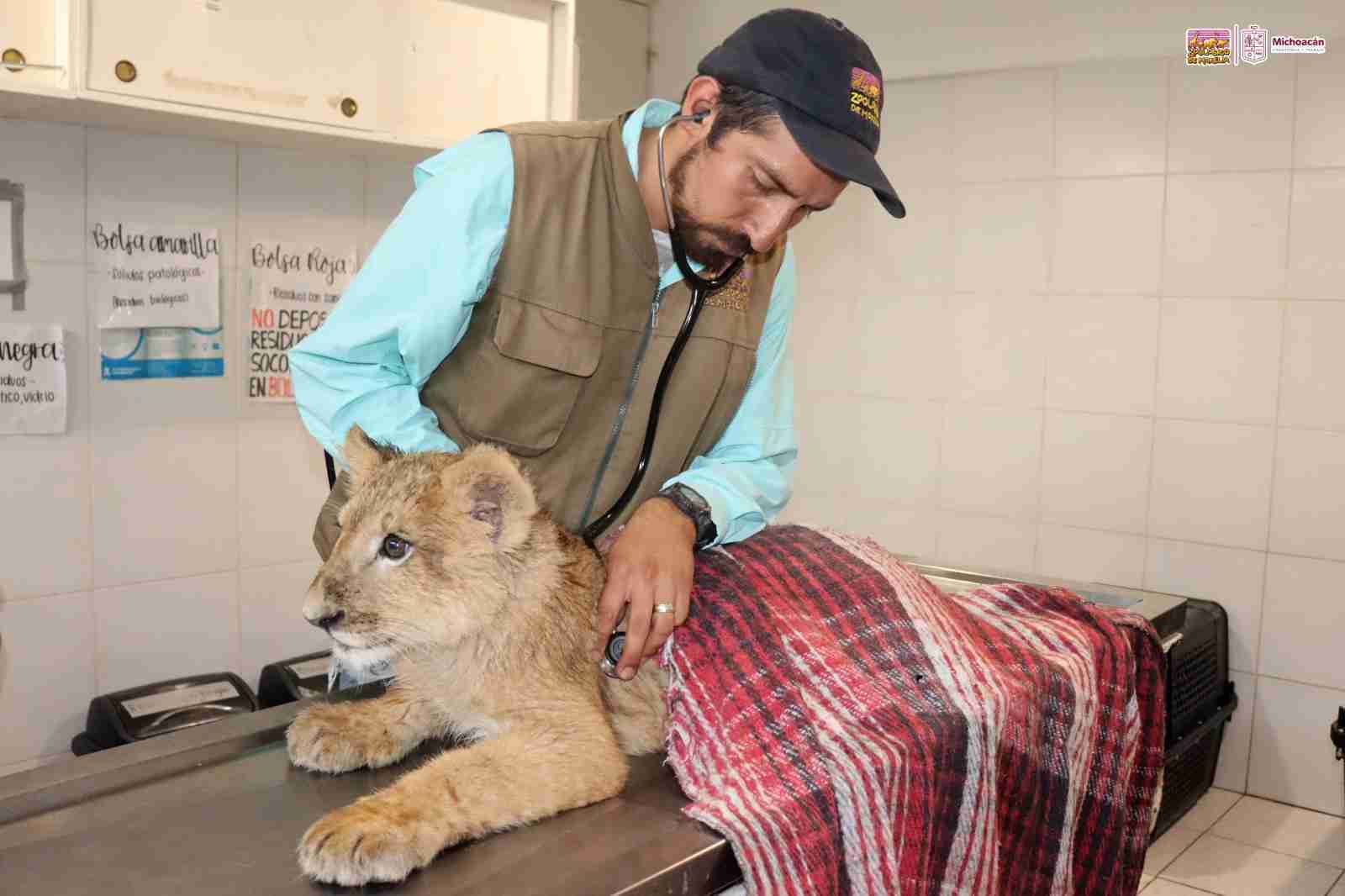 Cachorros felinos rescatados, son atendidos y vivirán en el zoológico de Morelia Cachorros felinos rescatados, son atendidos y vivirán en el zoológico de Morelia