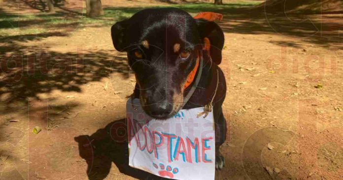 Perritos y gatos rescatados buscan un hogar que les brinde cariño