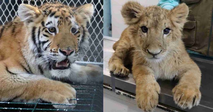 Conoce a las tiernas y salvajes crías de león y tigre en el Zoológico de Morelia