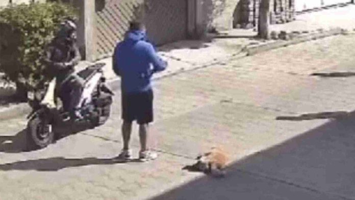 Policías atropellan a perrito y huyen en el Estado de México