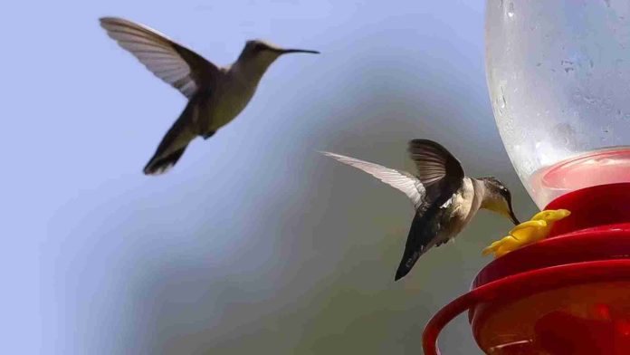 Crean santuario para proteger a colibríes en Puebla