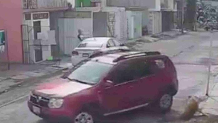Hombre atropella a perrito que estaba dormido en la calle