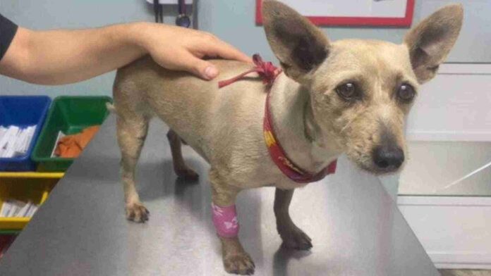 Ingresa a prisión trabajador de limpieza que golpeó a perrito en Edomex