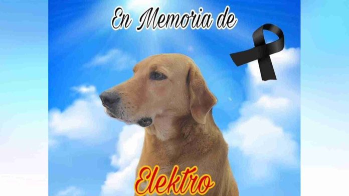 Muere 'Elektro', perrito adoptado por la tienda Elektra; sufrió un infarto por la pirotecnia