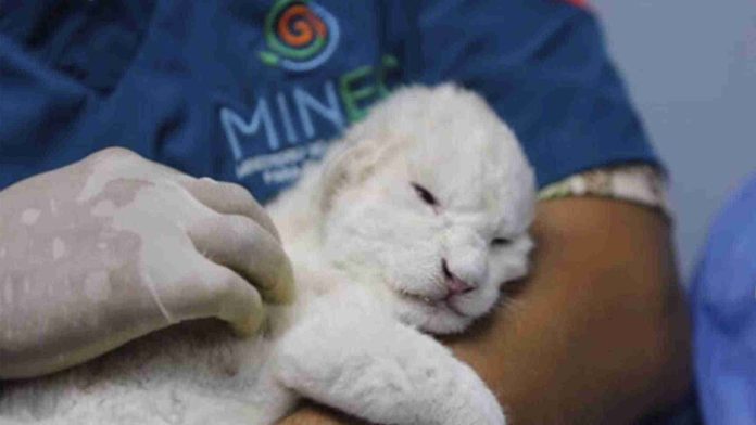 Nacen leones blancos en zoo de Venezuela
