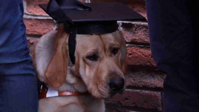 Perritos se gradúan como guías para personas