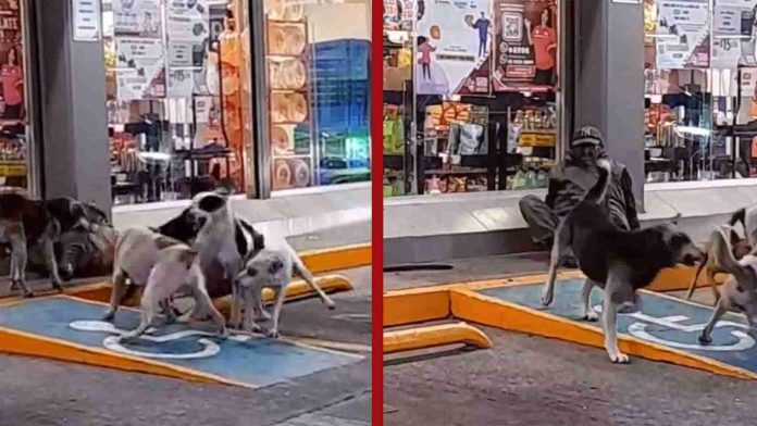 Perros protagonizan pelea encima de hombre en situación de calle