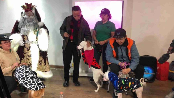 Perritos rescatados serán ayudantes de Santa Claus y los Reyes Magos