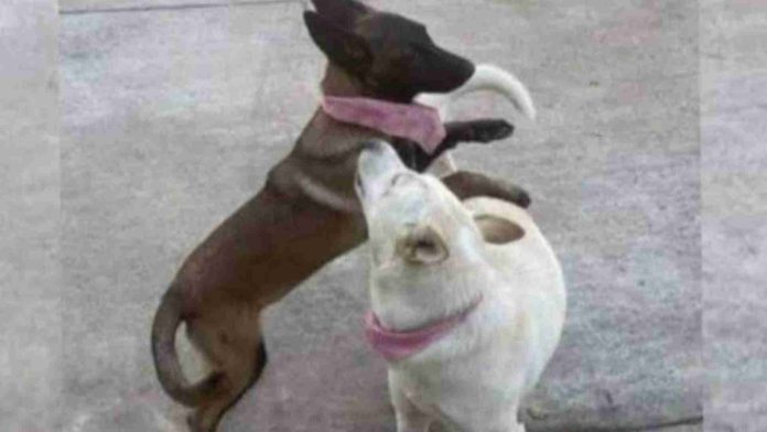 En 2023 se cometieron más de 200 delitos de maltrato y crueldad animal en Michoacán