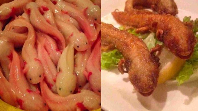 Restaurante japonés ofrece ajolotes fritos como parte del menú